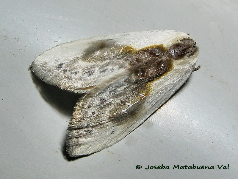 Cilix glaucata - Drepanidae